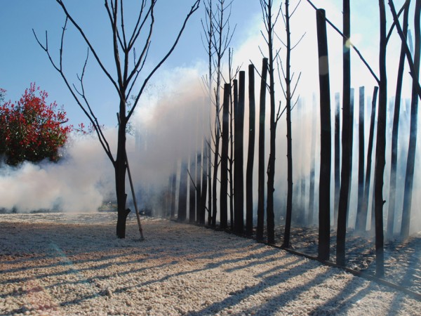 Fire and 300 trees