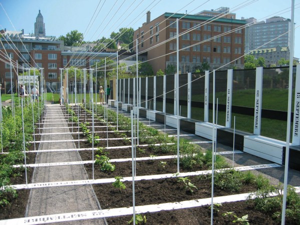 Boustrophedon Garden
