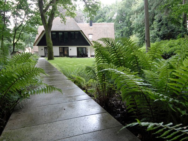 Into the forest / being a guest in the landscape